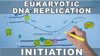 DNA Replication In Eukaryotes  Initiation [upl. by Atika137]