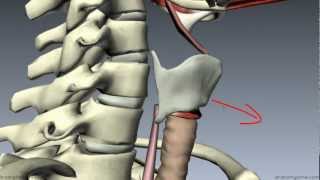 Basic Mouth and Throat Anatomy Anesthesia and ENT Basics [upl. by Egedan316]