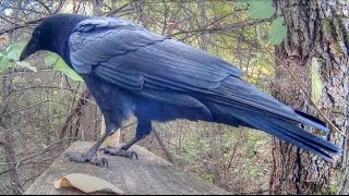 Crow Calling Close Up [upl. by Sylvie]