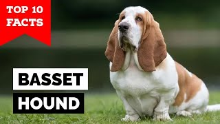 Basset Hound  Top 10 Facts [upl. by Brendin251]