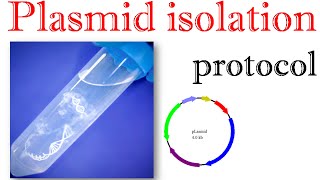 Plasmid isolation protocol [upl. by Anerbes]