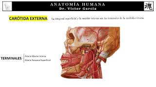 TUMOR DEL CUERPO CAROTÍDEO ☝Hallazgos radiológicos [upl. by Imled662]