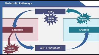 Metabolic Pathways [upl. by Amieva]