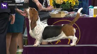 Basset Hounds  Breed Judging 2020 [upl. by Anitsugua]