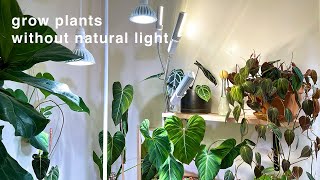 My houseplant grow lights and set up  no natural light [upl. by Pegg]