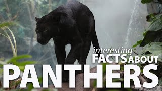 Interesting Facts about Panthers [upl. by Nade]