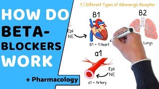 How do Beta Blockers Work  Pharmacology [upl. by Savitt]