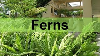 Fern Plants and their Life Cycle seedless vascular updated [upl. by Minor974]