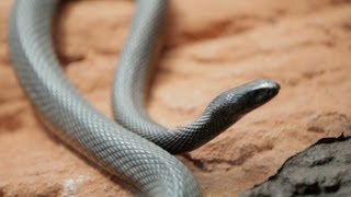 Why Do Venomous Animals Live In Warm Climates [upl. by Ollie]