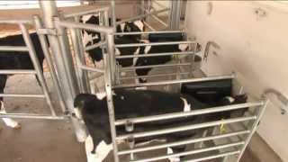 GEA Farm Technologies  DairyFeed Automated Calf Feeders [upl. by Livingston]