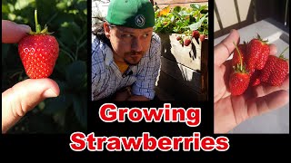 Growing Strawberries  Maintenance Time [upl. by Bari]