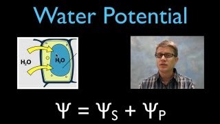 Water Potential [upl. by Nivre993]