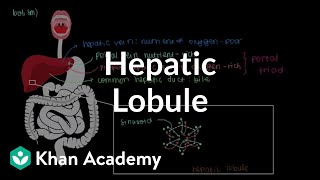 Hepatic lobule  Gastrointestinal system physiology  NCLEXRN  Khan Academy [upl. by Nomit]