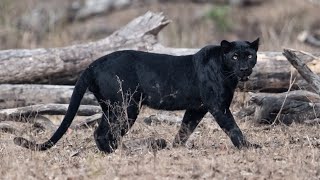 5 Facts About Black Panthers [upl. by Gnoud]