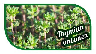 Thymian erfolgreich anbauen 🌿 aussäen pflanzen ernten [upl. by Waiter]