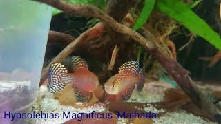 Hypsolebias Magnificus Malhada [upl. by Maloney222]