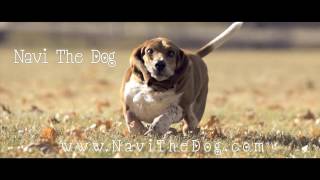 Navi the Basset Hound Running In Slow Motion HD [upl. by Elbertina]