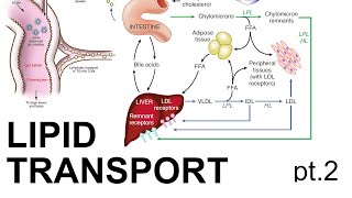 Lipid Transport pt 2 [upl. by Nojel113]