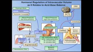 Metabolic Alkalosis ABG Interpretation  Lesson 10 [upl. by Knowlton427]