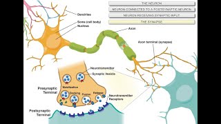 Intro to Neuroscience [upl. by Rokach]