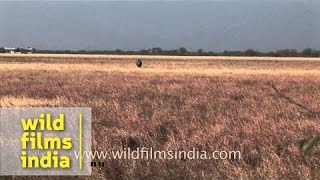 Nilgai Boselaphus tragocamelus [upl. by Eyar520]