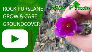 Rock Purslane  grow amp care as ground cover plant [upl. by Eiramanin]