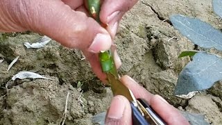 How to propagate rose by T budding [upl. by Noak]