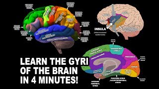 GYRI OF THE BRAIN  LEARN IN 4 MINUTES [upl. by Otrebliw]