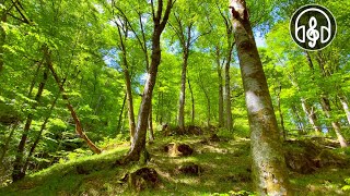 Spring mountain forest Relaxing birdsong for relaxation meditation and sleep [upl. by Bortman]