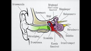Hörsel och balans [upl. by Gmur]
