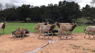 Scimitar Horned Oryx Thriving in Texas [upl. by Ikcim]