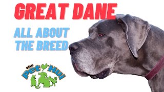 All About Dog Breed The Great Dane [upl. by Flosser]