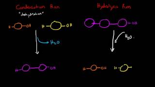 Condensation and Hydrolysis Reactions [upl. by Ocana]