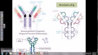 Immunoglobulins [upl. by Aciraa]