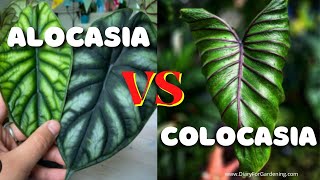 Alocasia vs Colocasia Differences amp Similarities Leaves Tubers Stems CaringConfusion Solved [upl. by Maggy62]