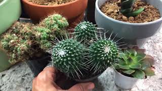 Grow Lighting for Indoor Succulent amp Cacti [upl. by Hitt]