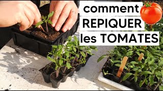 Comment REPIQUER les TOMATES 🍅 [upl. by Ttiwed525]