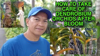 HOW TO TAKE CARE OF DENDROBIUM ORCHIDS AFTER BLOOM  DENDROBIUM ORCHIDS CARE [upl. by Fabiola190]