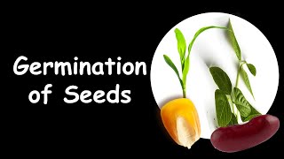 Germination with explanations [upl. by Ettesoj]