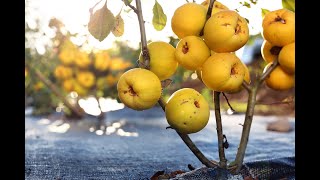 Jak zrobić nalewkę z pigwowca  pigwowcówkę wwwzpigwowcapl Japanese quince [upl. by Vicki]