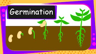 Science  Germination Of Seed  English [upl. by Stoughton]