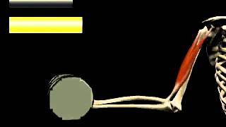 Isometric vs Isotonic Contractions [upl. by Ybloc]