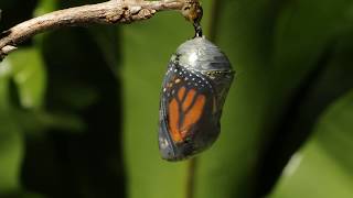 Monarch butterfly emerging time lapse [upl. by Yrallam316]