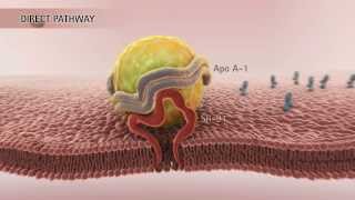 HDL amp Reverse Cholesterol Transport HD [upl. by Asenav758]