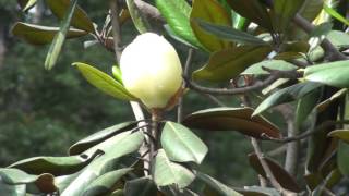 Magnolia grandiflora [upl. by Adolphe]