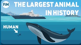 How Large Are Blue Whales Really Size Comparison [upl. by Jesselyn]