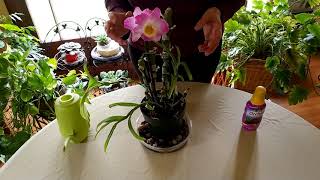 How to Get Dendrobium Orchid to Rebloom [upl. by Eiramlirpa227]