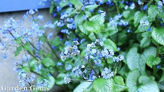 Siberian bugloss Brunnera macrophylla [upl. by Yovonnda]