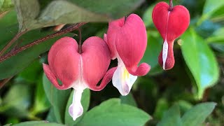 How to Plant and Grow The Bleeding Heart Plant  Lamprocapnos spectabilis Dicentra spectabilis [upl. by Swane751]