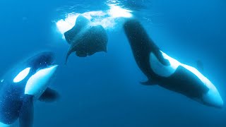 Orcas Slap Stingray with Tail [upl. by Kegan16]